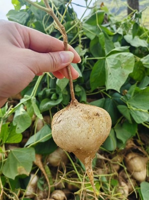 凉薯、地瓜与地萝卜 三类园艺作物的栽培技术与市场价值探析