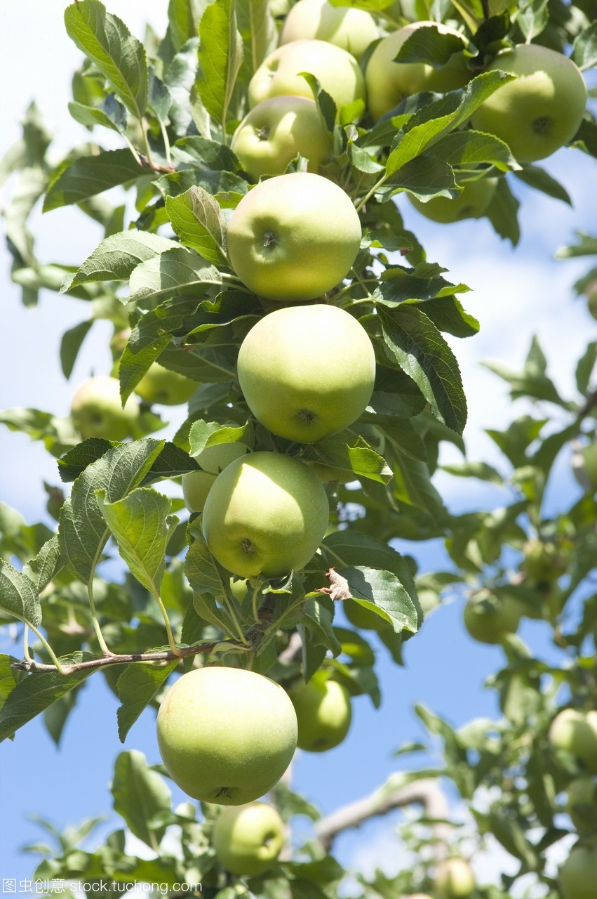 普罗旺斯晴空下 一株青苹果树的欧洲叙事