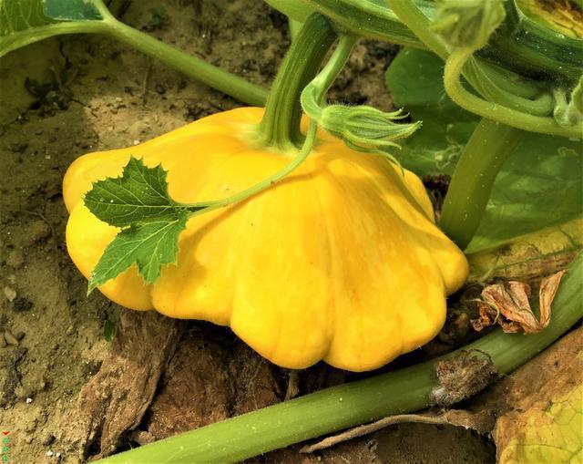 这五种观赏性蔬菜是观光农业的新宠，好吃又好看！关键是还能挣钱