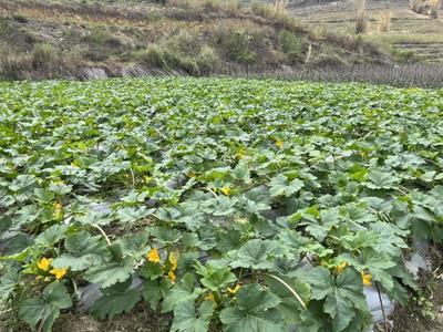 贵州精品圆小瓜上市 园艺作物种植新典范