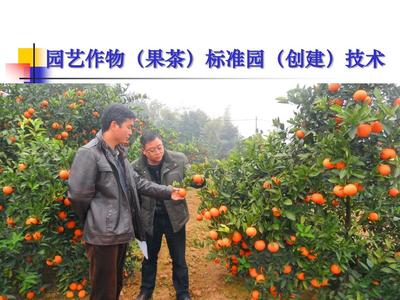 园艺作物（果茶）标准园创建与种植关键技术