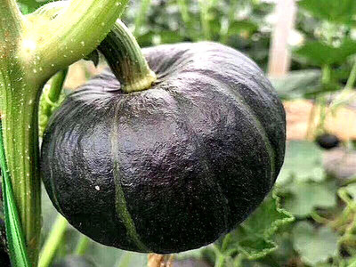 贝贝南瓜的园艺种植技术与市场前景