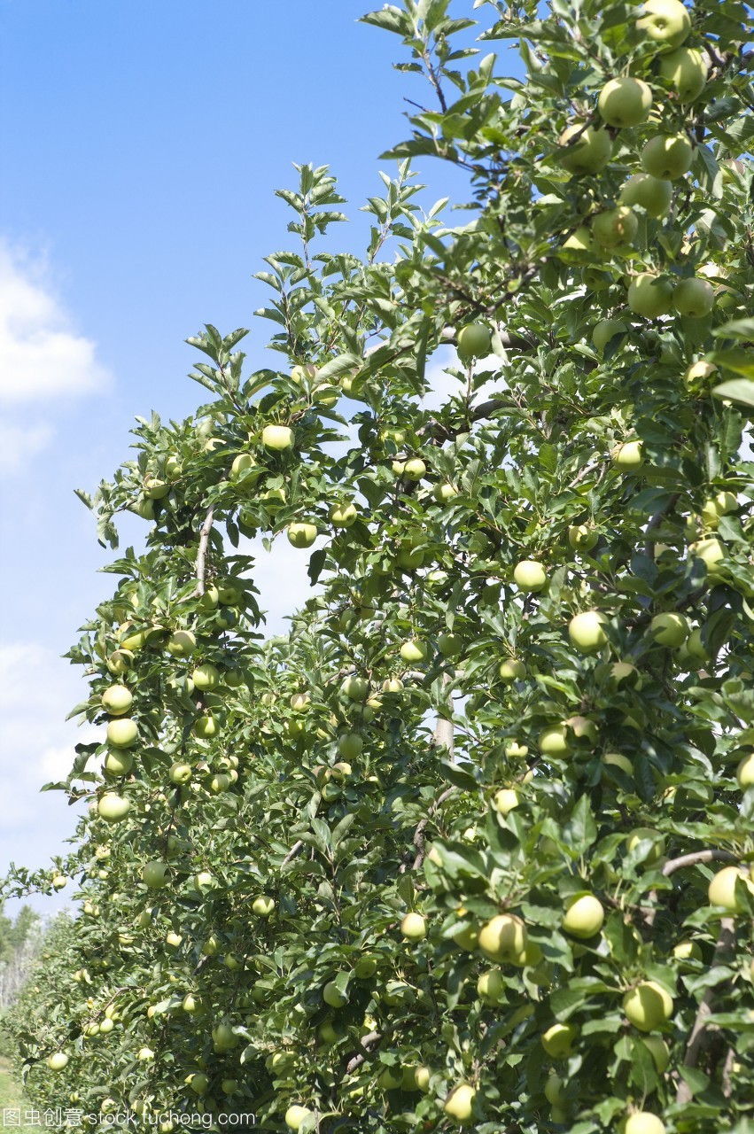 普罗旺斯的苹果园 数码影像下的新绿诗篇