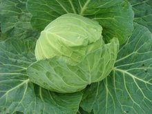 从园中到盘中 包菜炒面中的园艺作物种植智慧