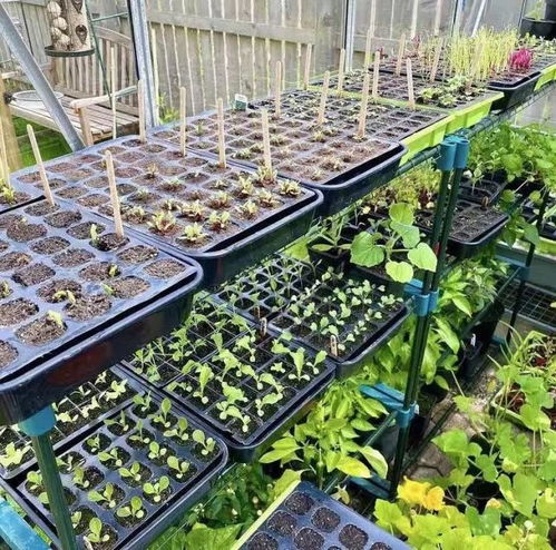 从植物杀手到园艺博主 一株植物教会我的成长