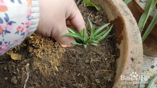 冬日园艺指南 室内种植与花盆整理焕新