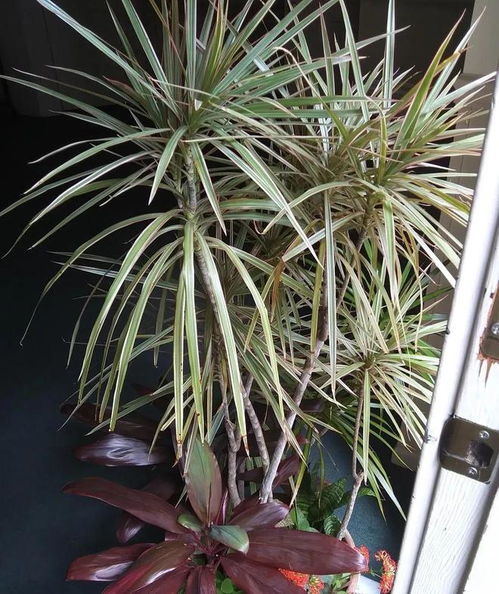 7种室内热带观叶植物，园艺新手也能轻松养护