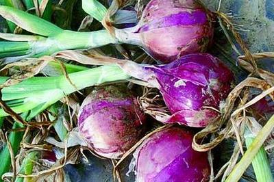 洋葱主要品种分类与园艺种植要点