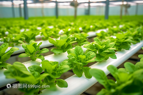 温室园艺 现代农业的精耕细作与可持续发展